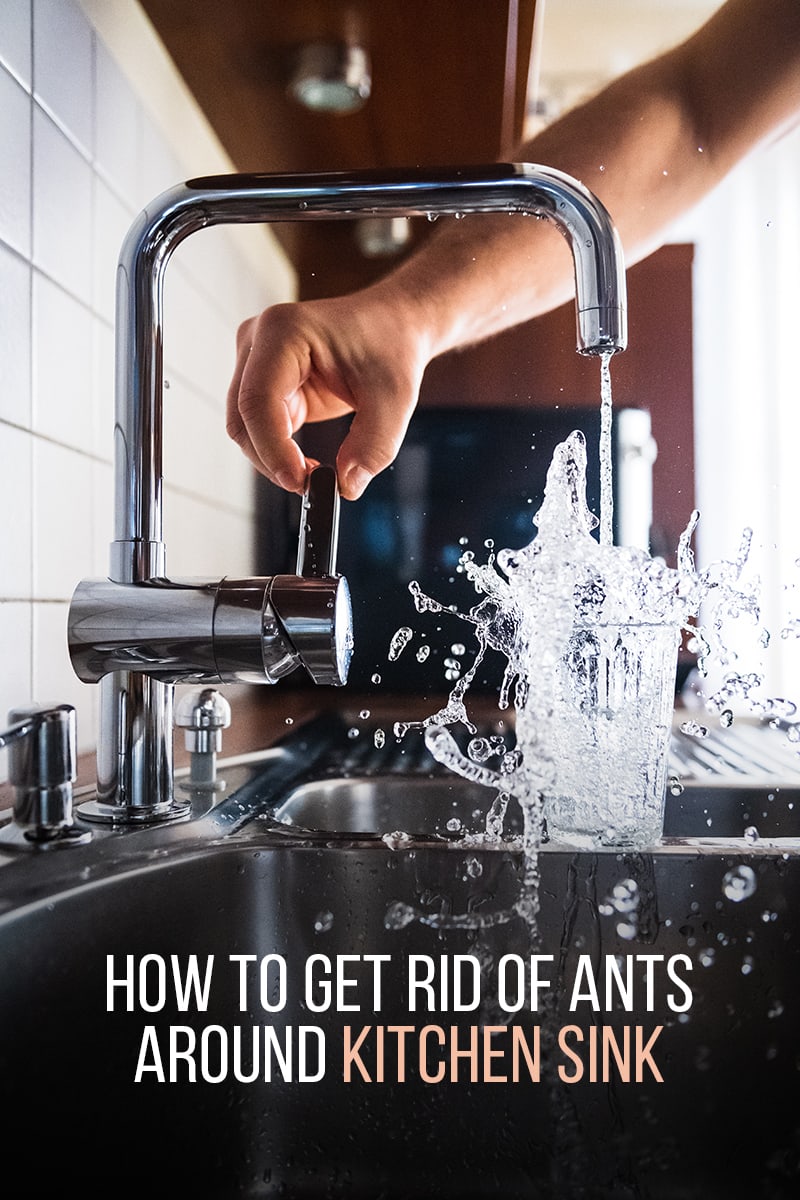 how-to-get-rid-of-ants-around-kitchen-sink-1.jpg